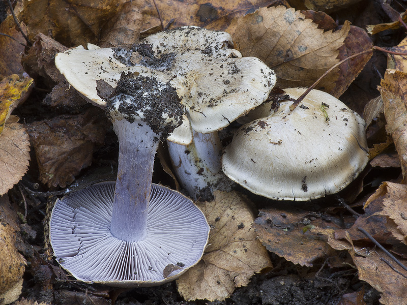 Cortinarius dionysae